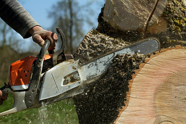 Tree Root Removal in Hometown, PA